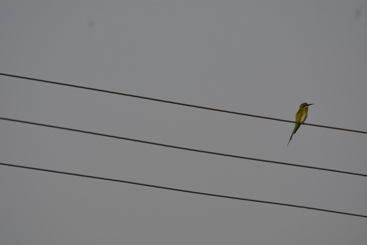 Blue-tailed Bee-eater - ML144433101