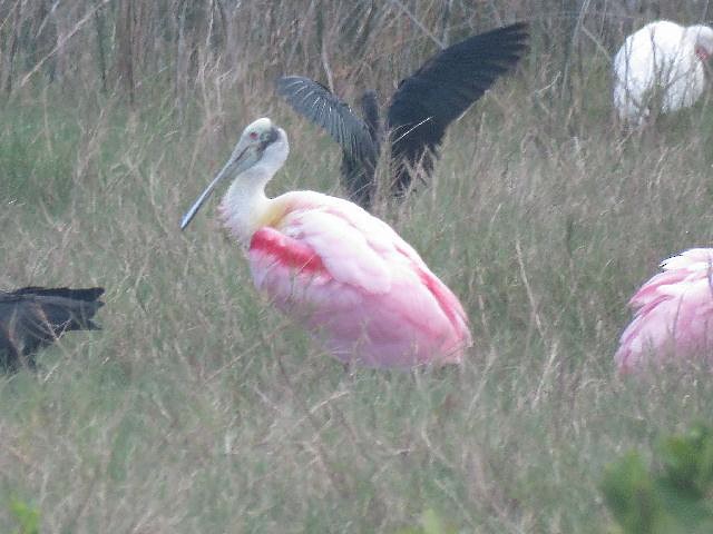 Roseate Spoonbill - Roy E. Peterson