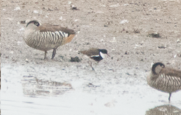Red-kneed Dotterel - ML144434931