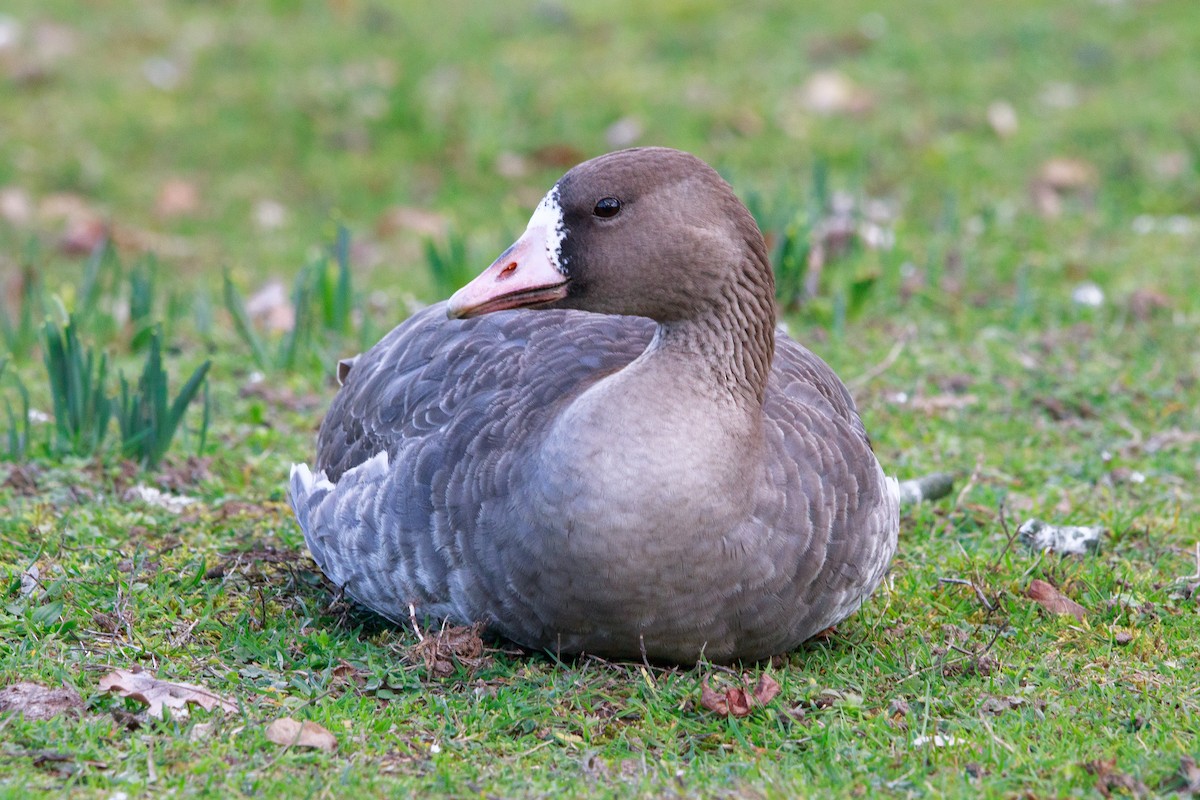 Greater White-fronted Goose - Alistair Walsh