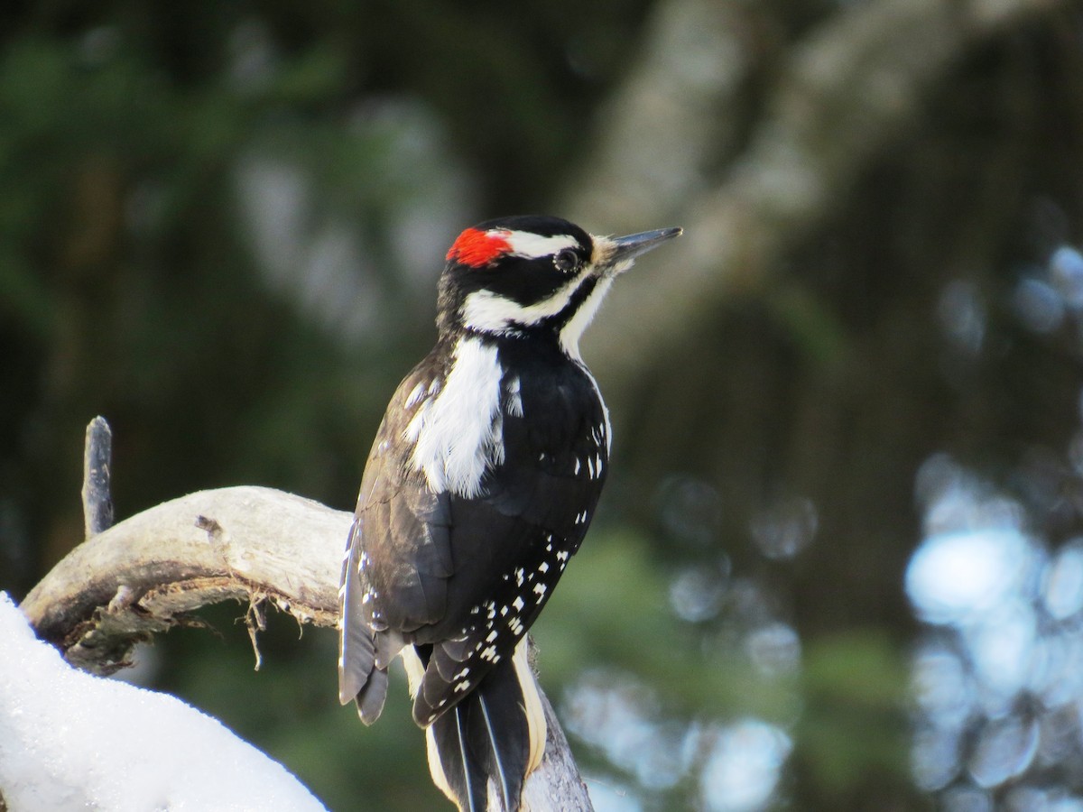 Hairy Woodpecker - shawn richmond
