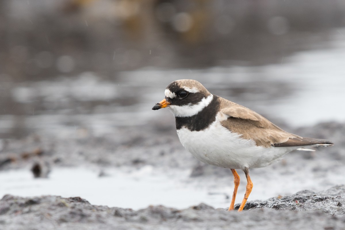 Common Ringed Plover - ML144437391