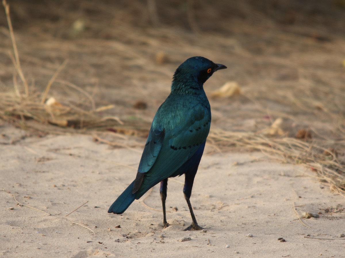 Greater Blue-eared Starling - ML144439861