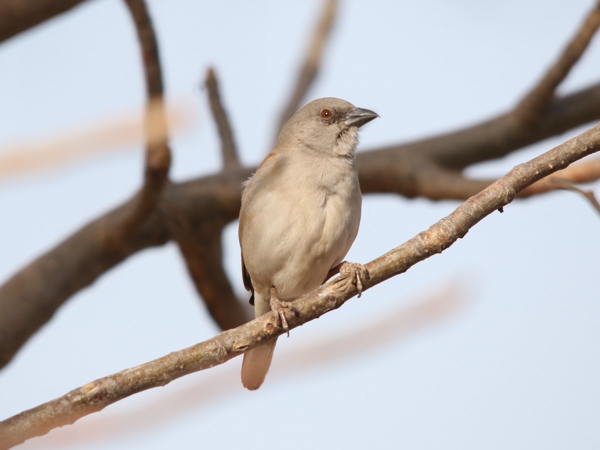 Northern Gray-headed Sparrow - ML144439951