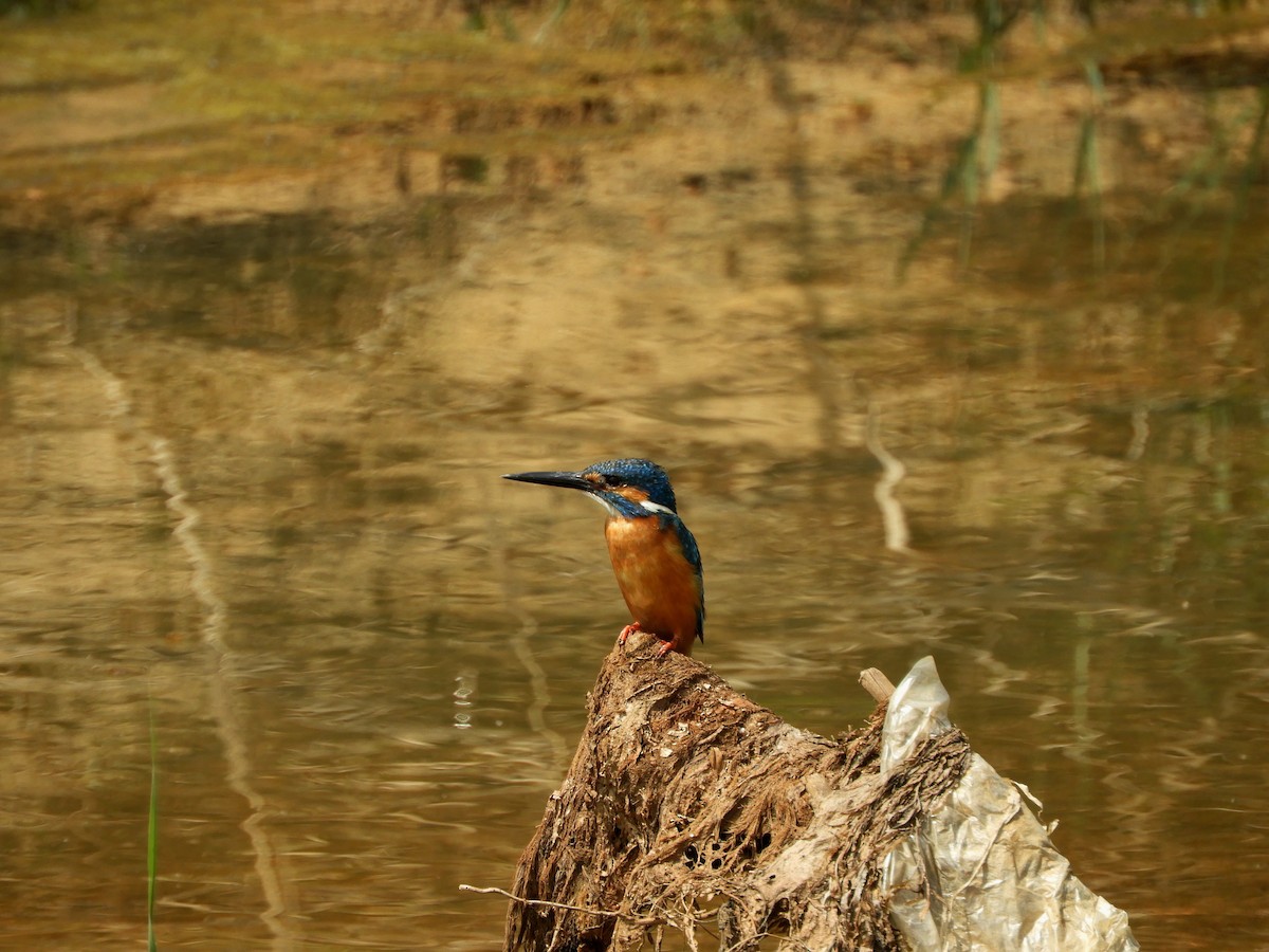 Common Kingfisher - Debayan Gayen