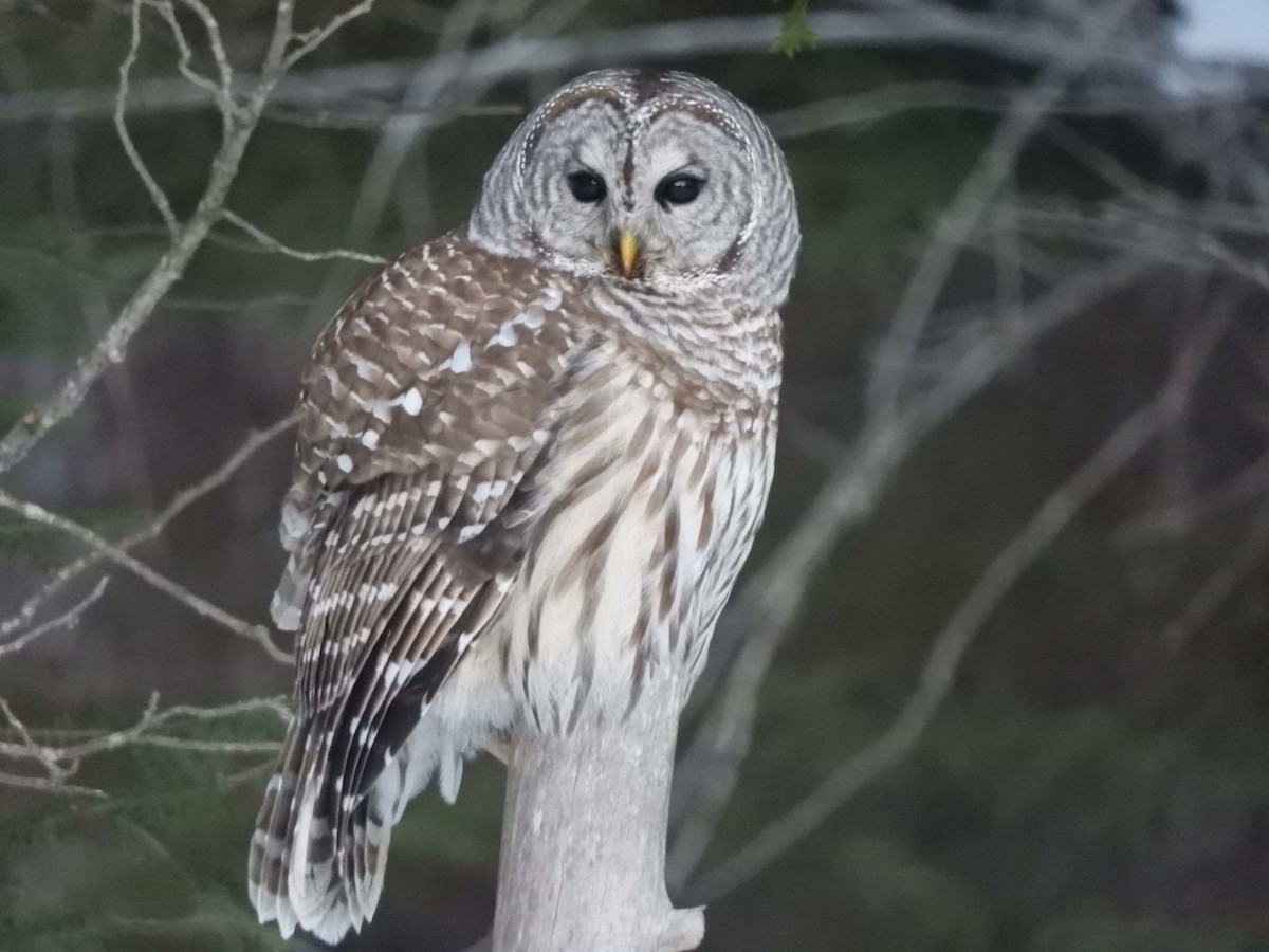 Barred Owl - Ron Dorscht