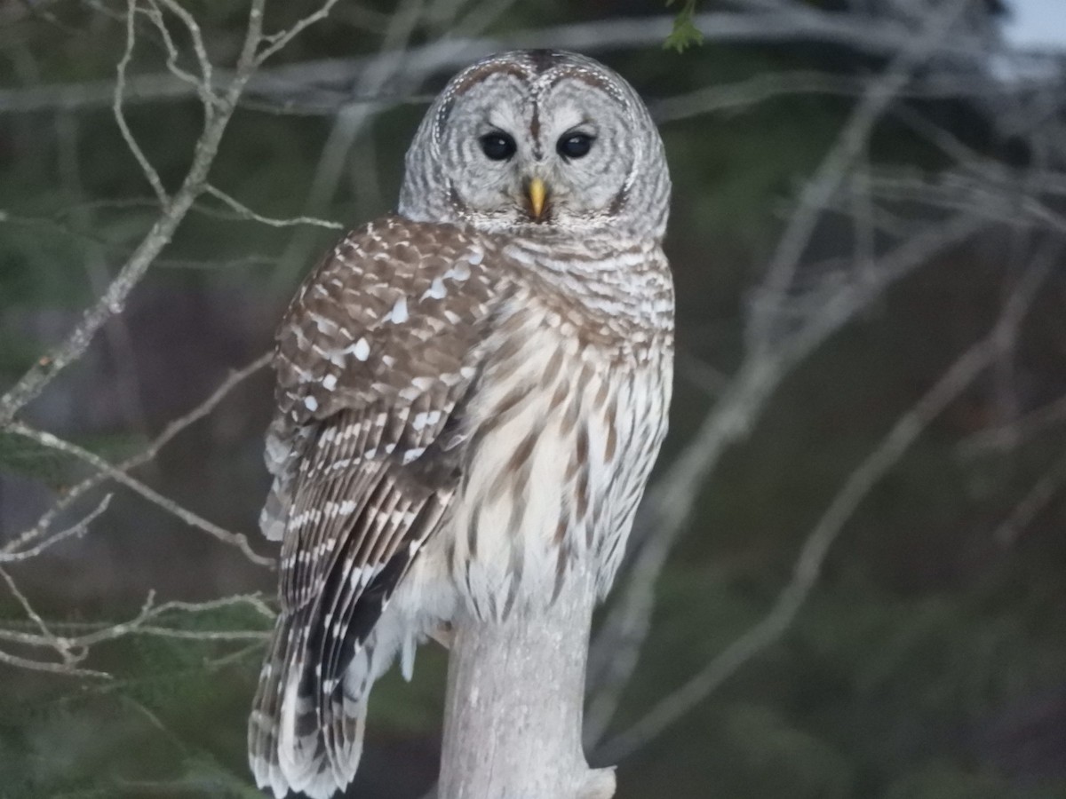 Barred Owl - ML144442461