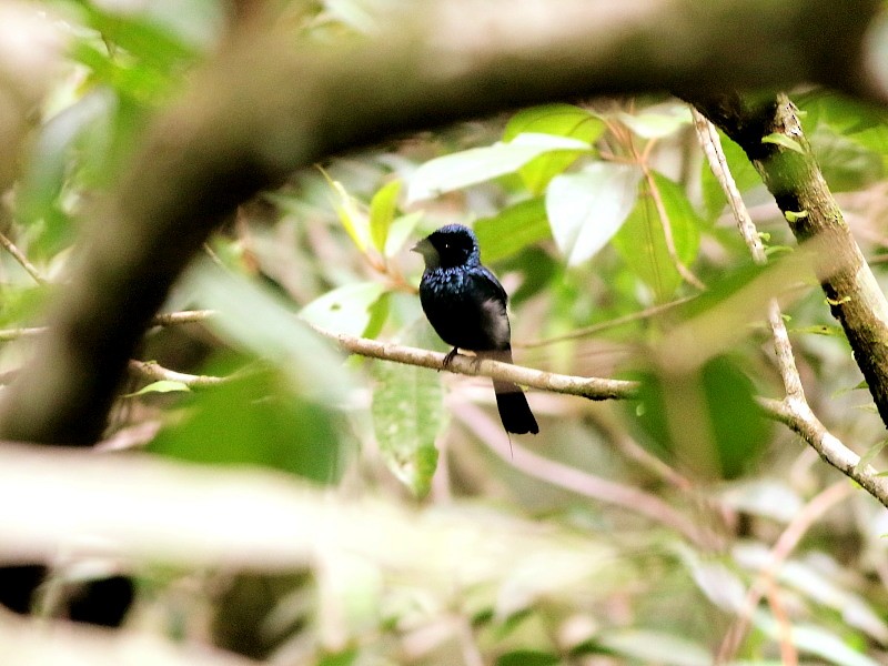 Lesser Racket-tailed Drongo - David Cooper