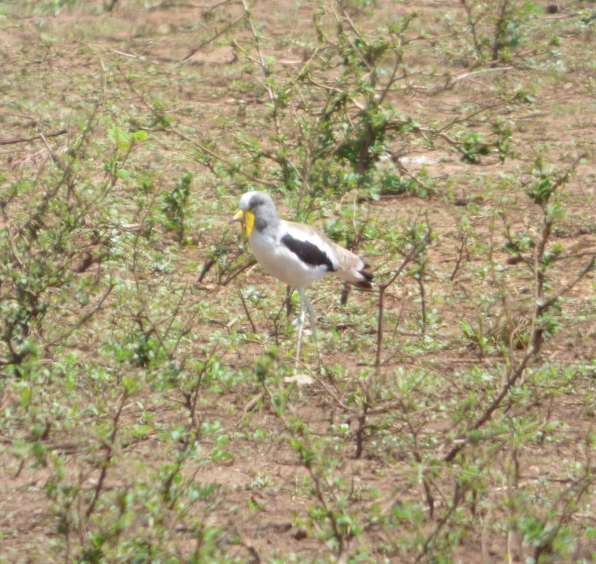 White-crowned Lapwing - Bill Crins