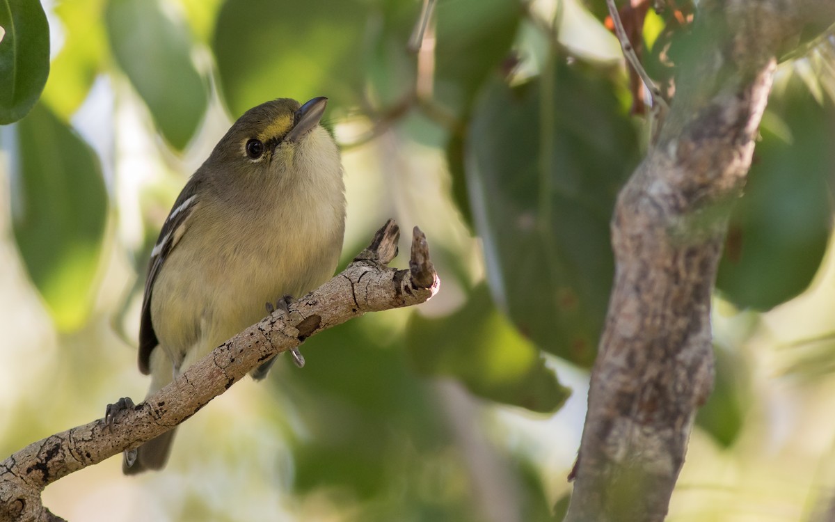 Thick-billed Vireo - ML144444741
