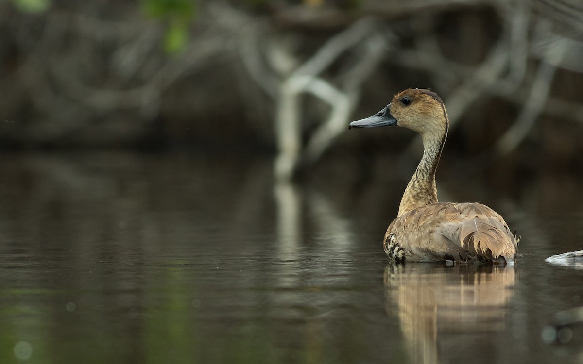 West Indian Whistling-Duck - ML144445771