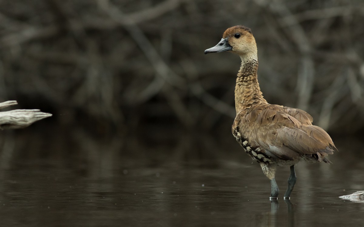 West Indian Whistling-Duck - ML144445861