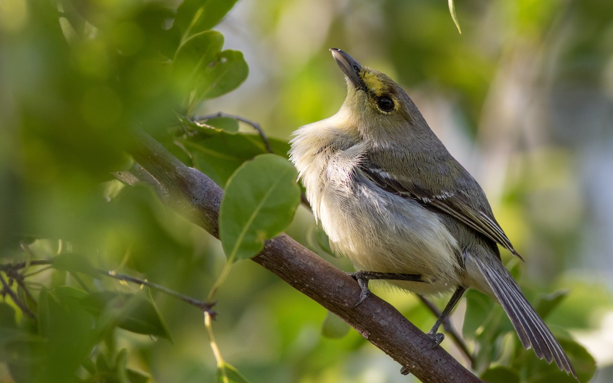 Thick-billed Vireo - Max McCarthy