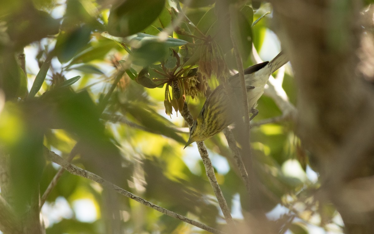 Cape May Warbler - ML144446701