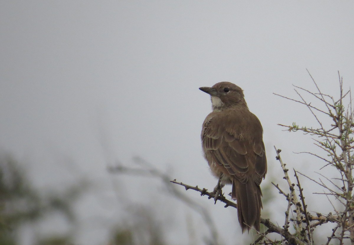 White-throated Cacholote - ML144446851