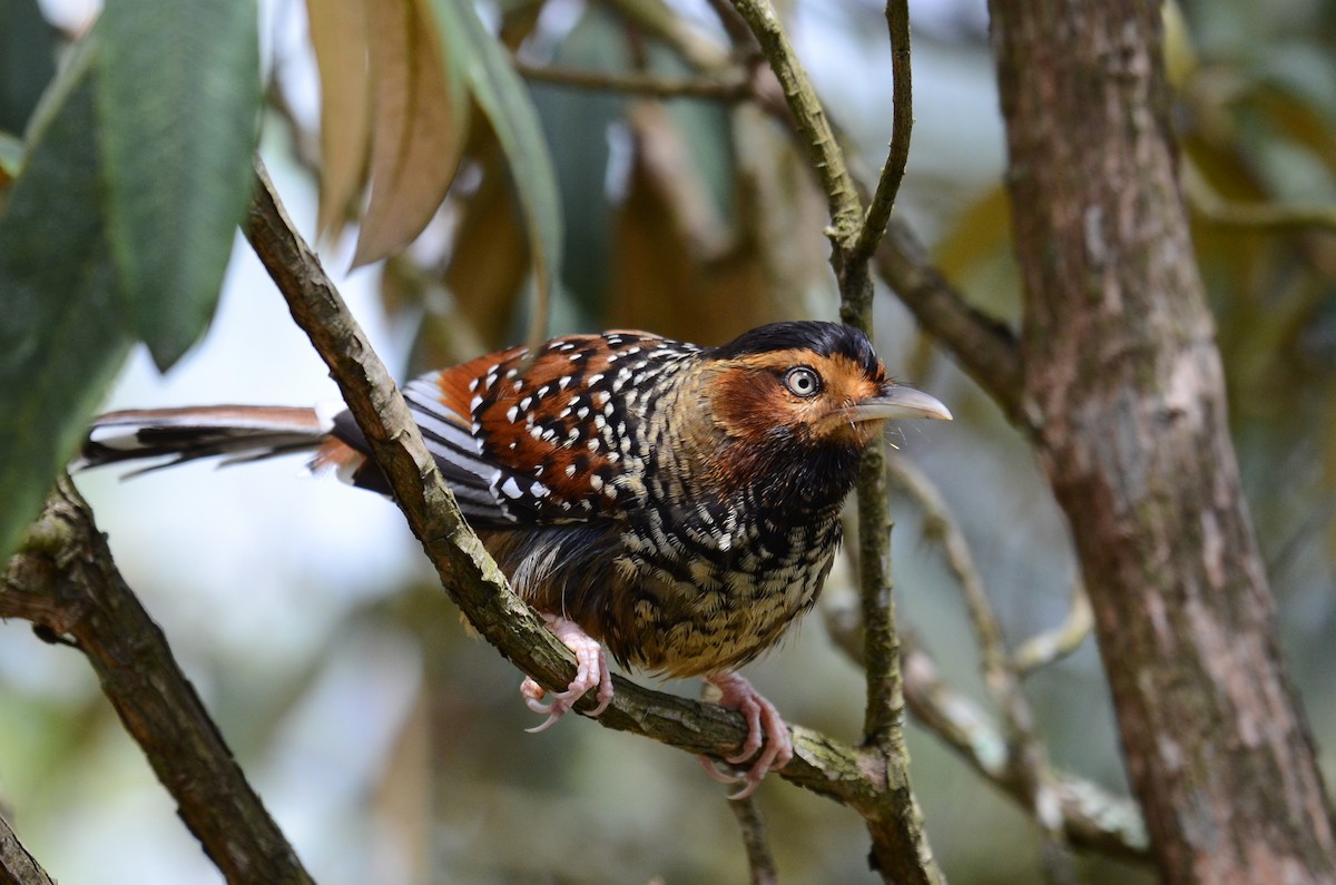 Spotted Laughingthrush - ML144447571