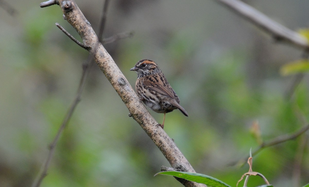 Rufous-breasted Accentor - ML144447731