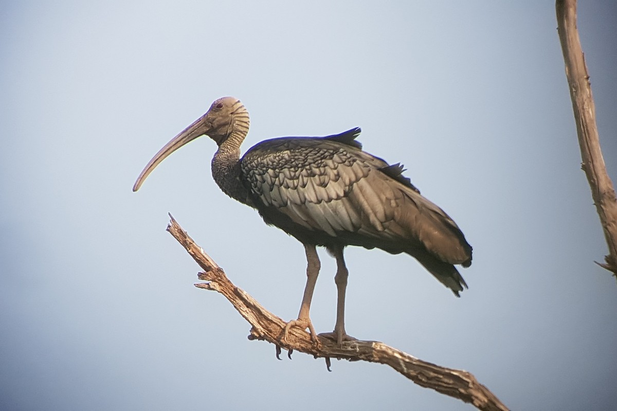 ibis obrovský - ML144448131