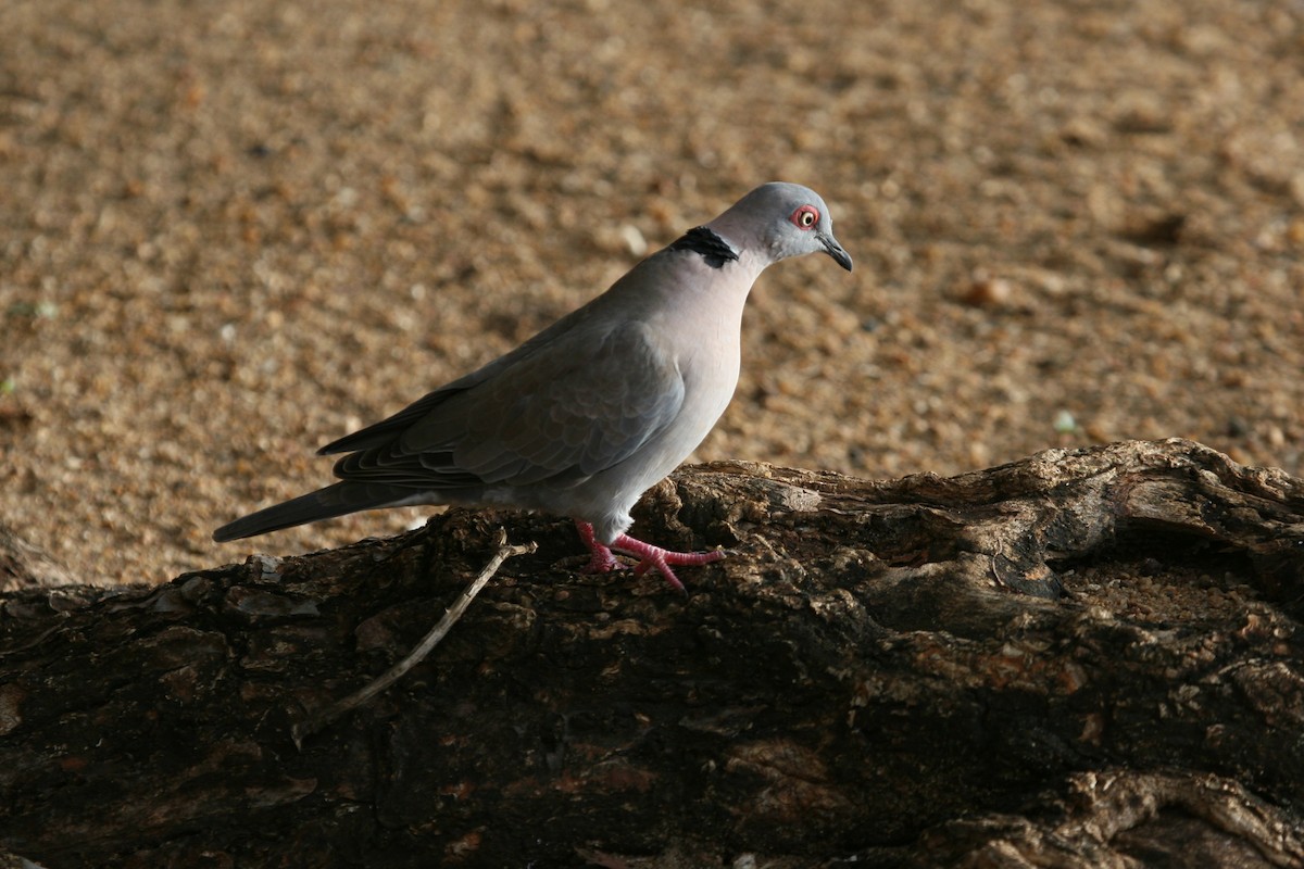 Mourning Collared-Dove - ML144448391