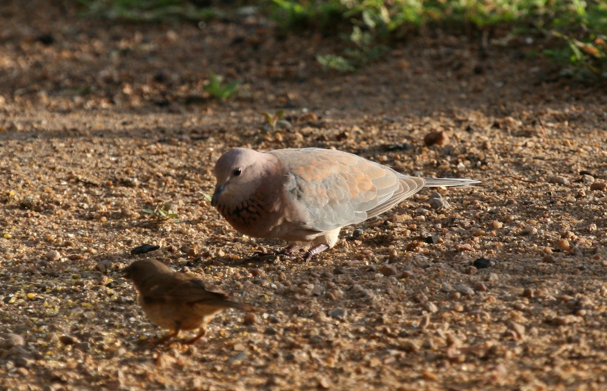 Laughing Dove - ML144448501