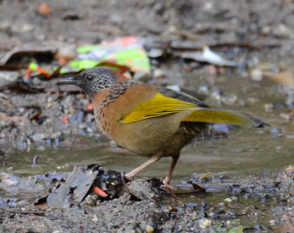 Chestnut-crowned Laughingthrush - ML144448511