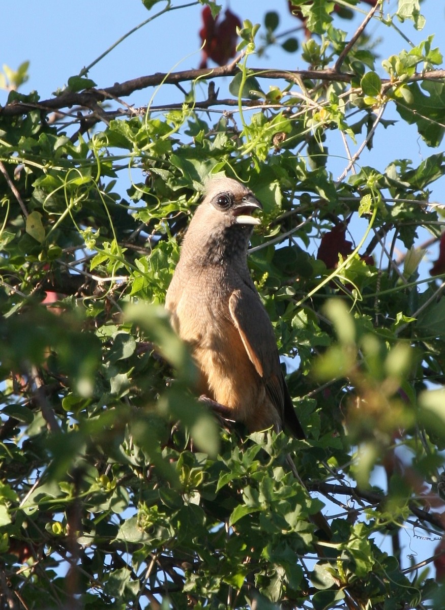 Speckled Mousebird - ML144449671