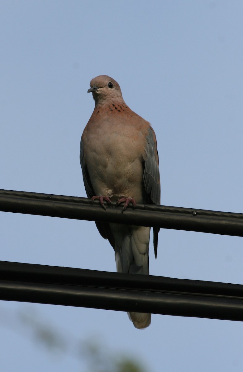 Laughing Dove - ML144450511