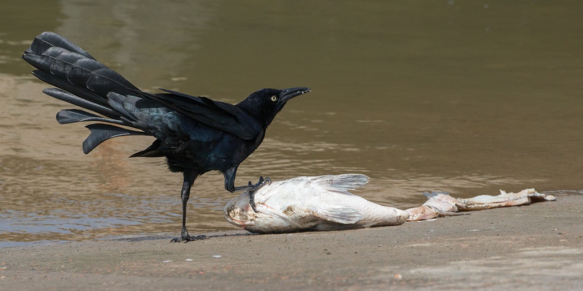 Great-tailed Grackle - ML144453251