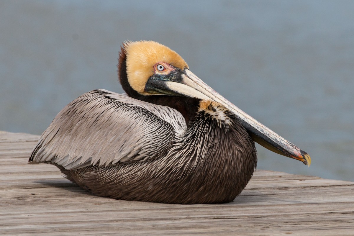 Brown Pelican - Steve Metchis
