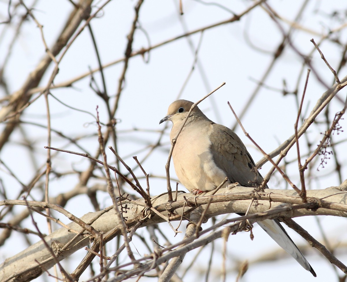 Mourning Dove - Adam Sell