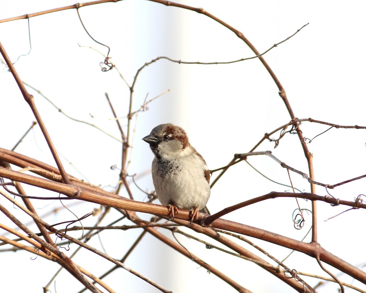 House Sparrow - Adam Sell