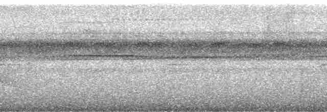 amazonvatretreløper (certhia) - ML144458