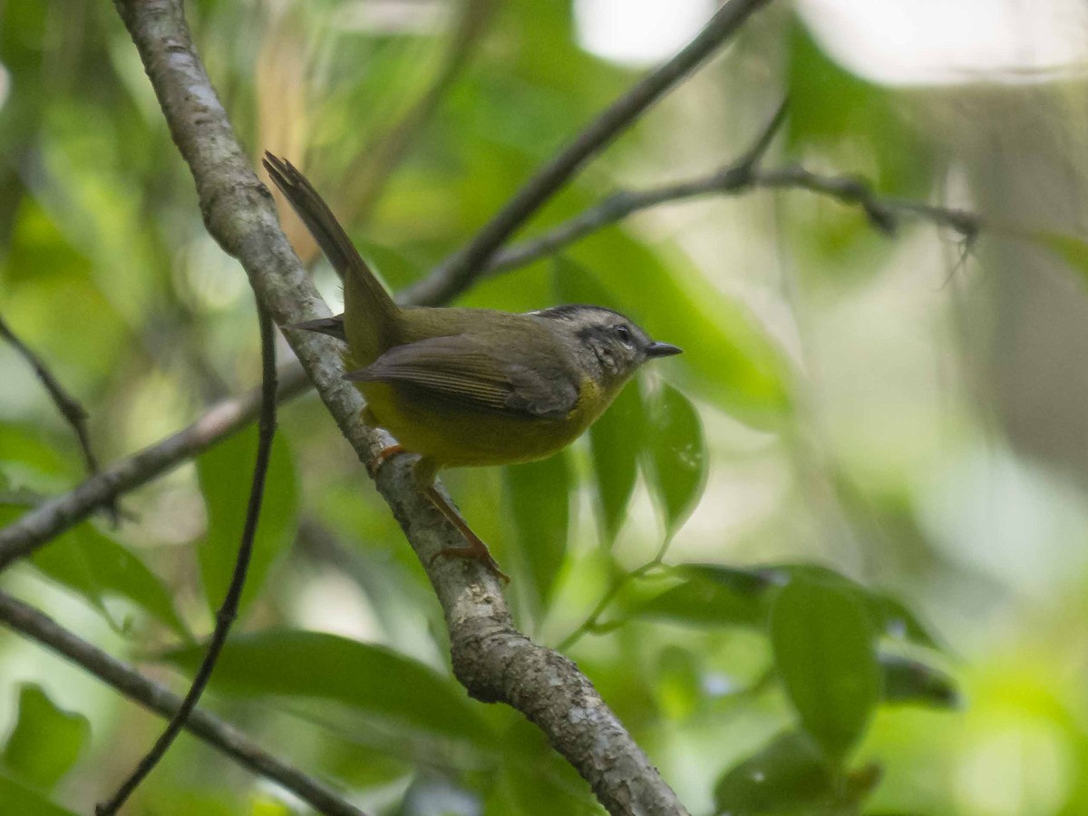 White-browed Warbler - Carla Moura