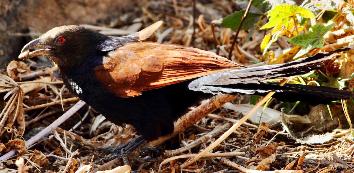 Greater Coucal - ML144459941