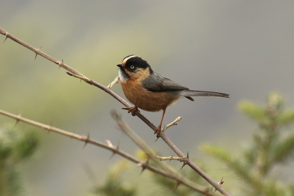 Black-browed Tit (Rufous-fronted) - ML144460891