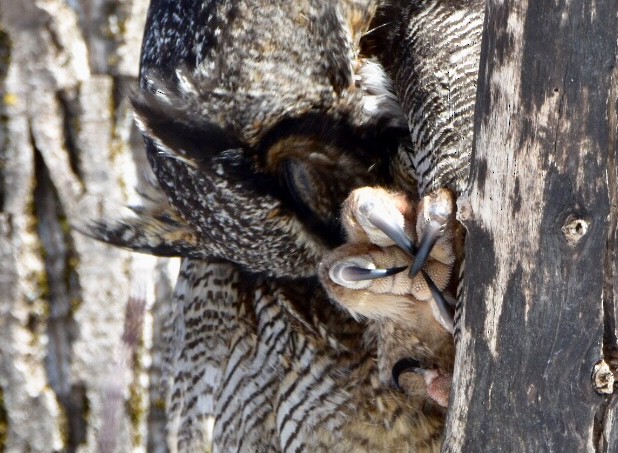 Great Horned Owl - ML144461801