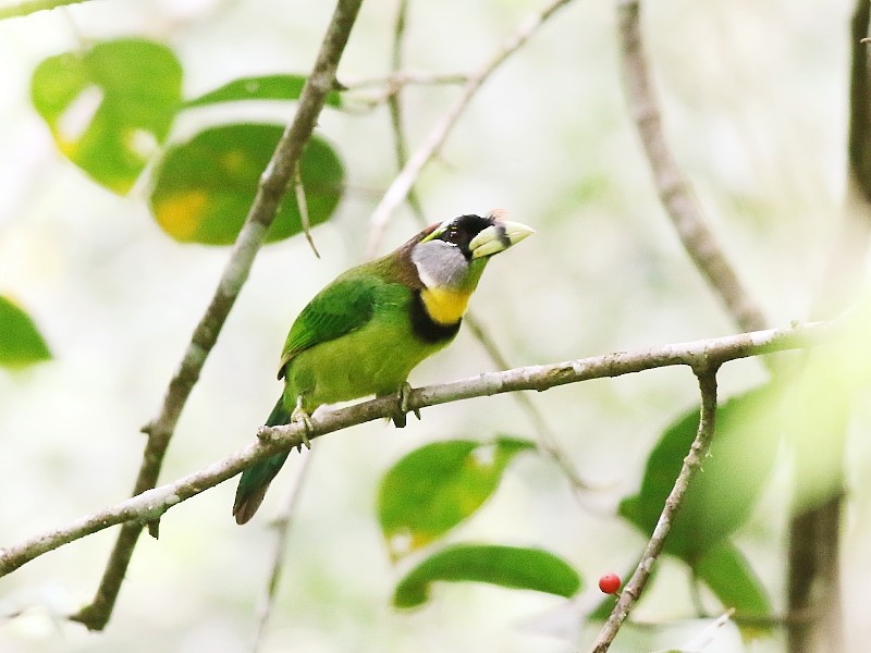 Fire-tufted Barbet - ML144463411