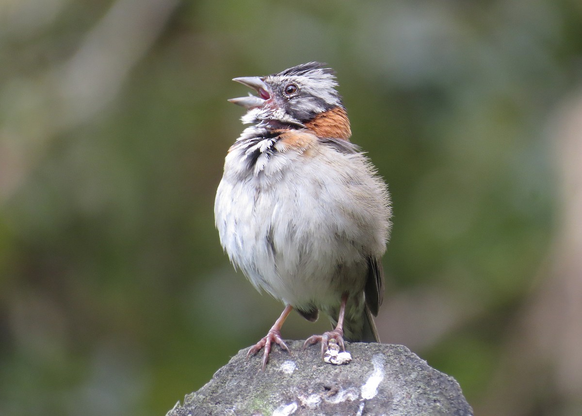 Rufous-collared Sparrow - ML144464231