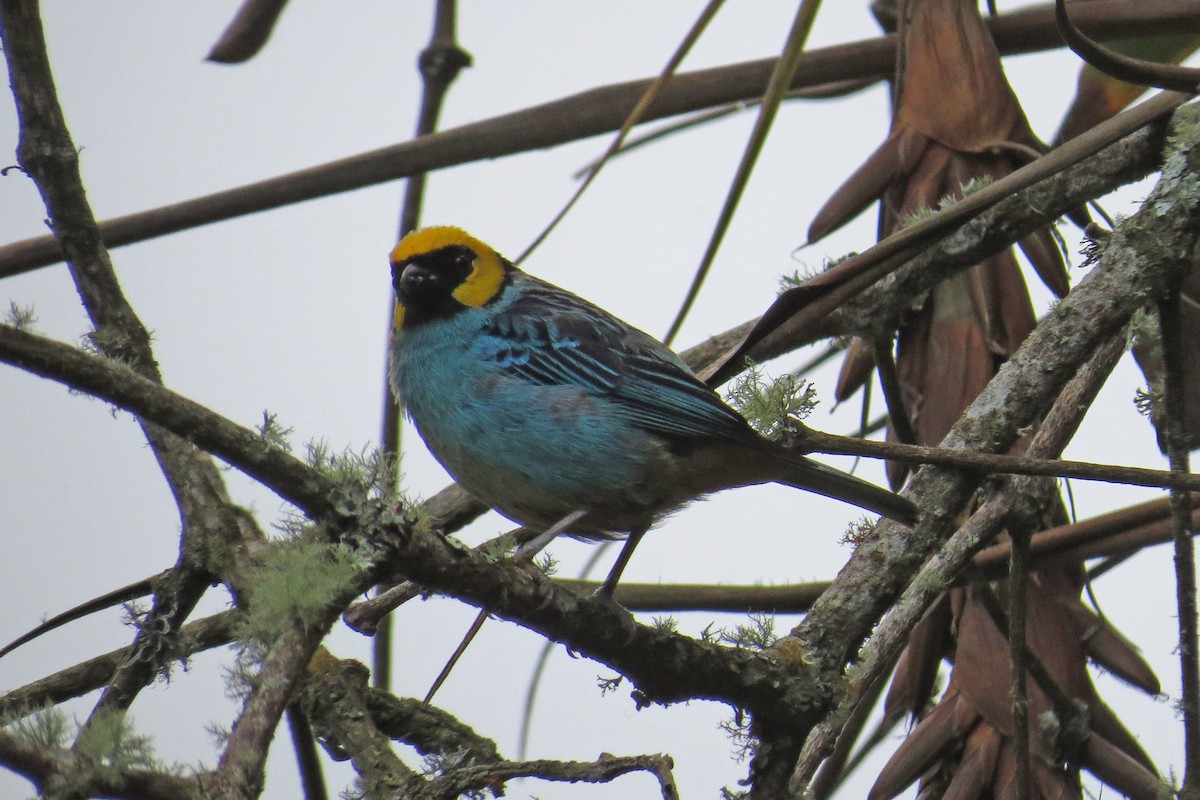 Saffron-crowned Tanager - ML144464471