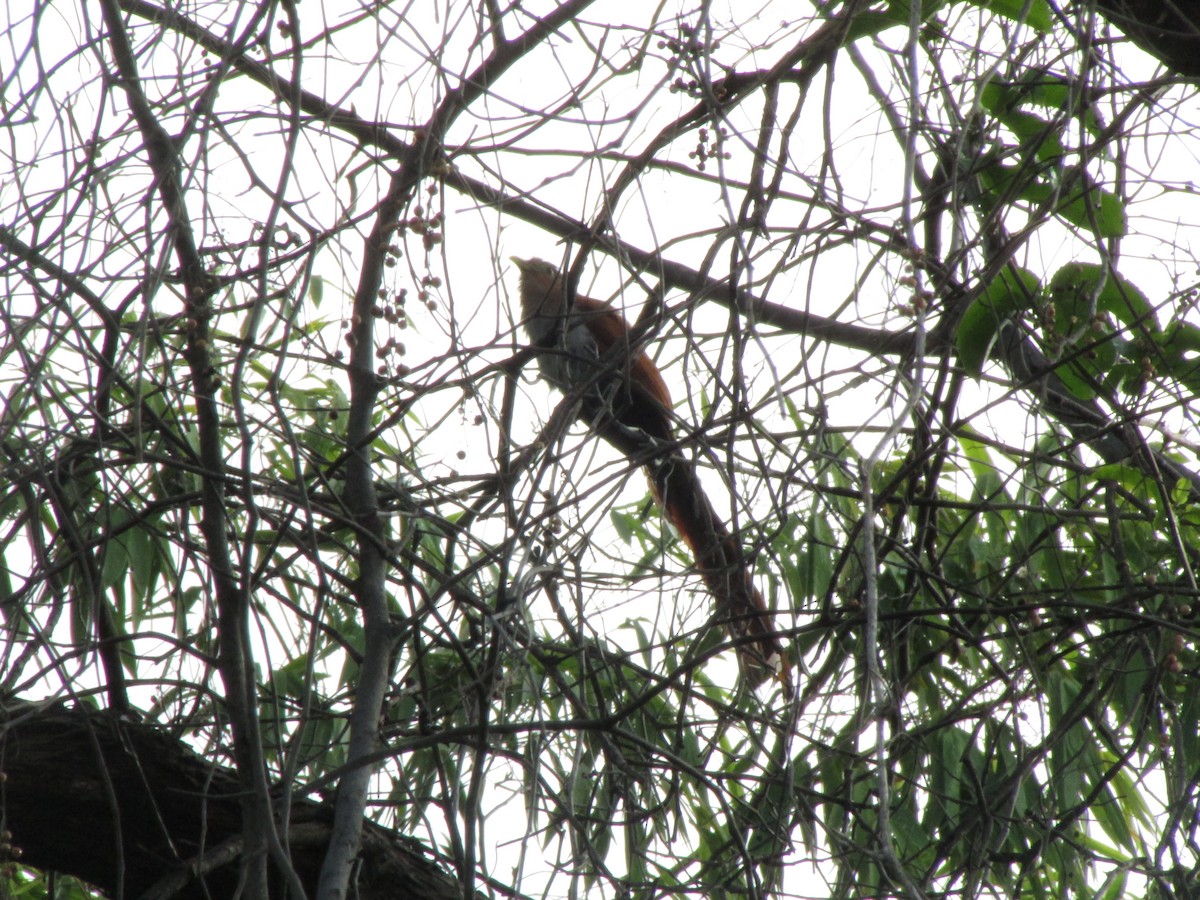 Squirrel Cuckoo - Ariel Jiménez