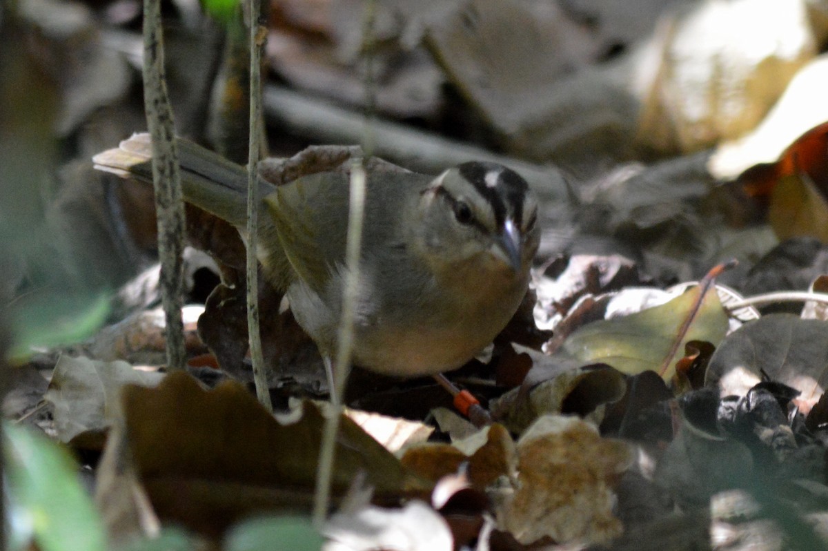 Olive Sparrow - Carlos Mancera (Tuxtla Birding Club)