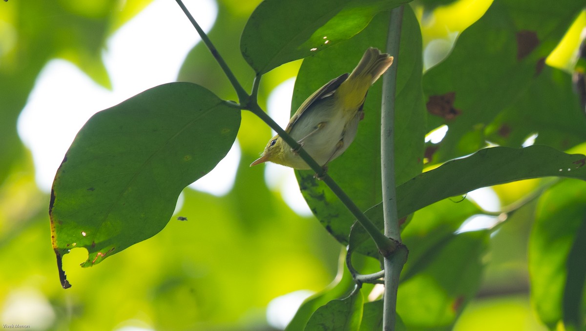 Yellow-vented Warbler - Vivek Menon
