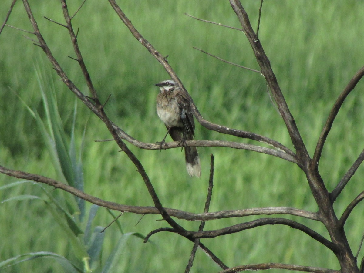 Long-tailed Mockingbird - Ariel Jiménez