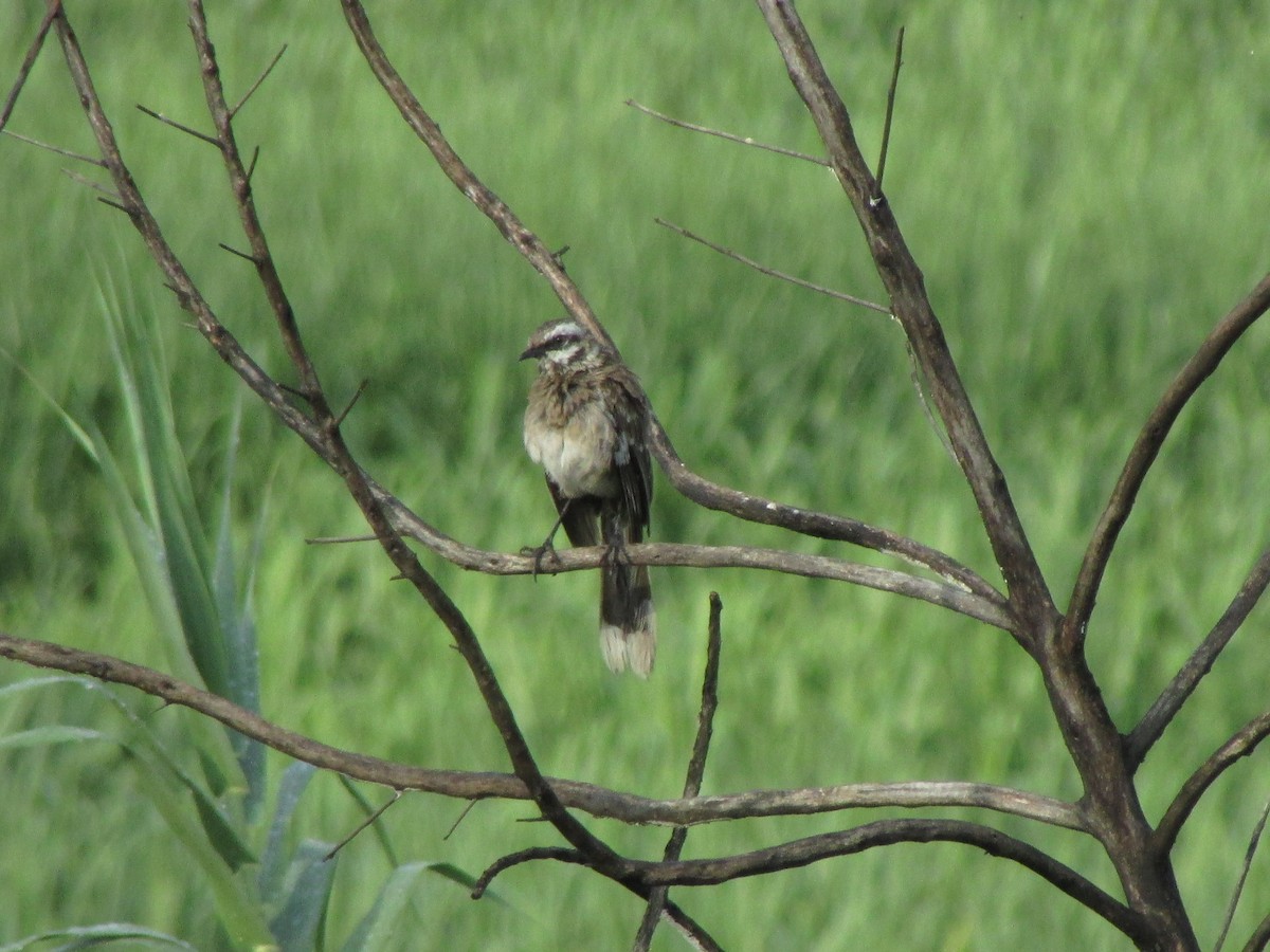 Long-tailed Mockingbird - Ariel Jiménez