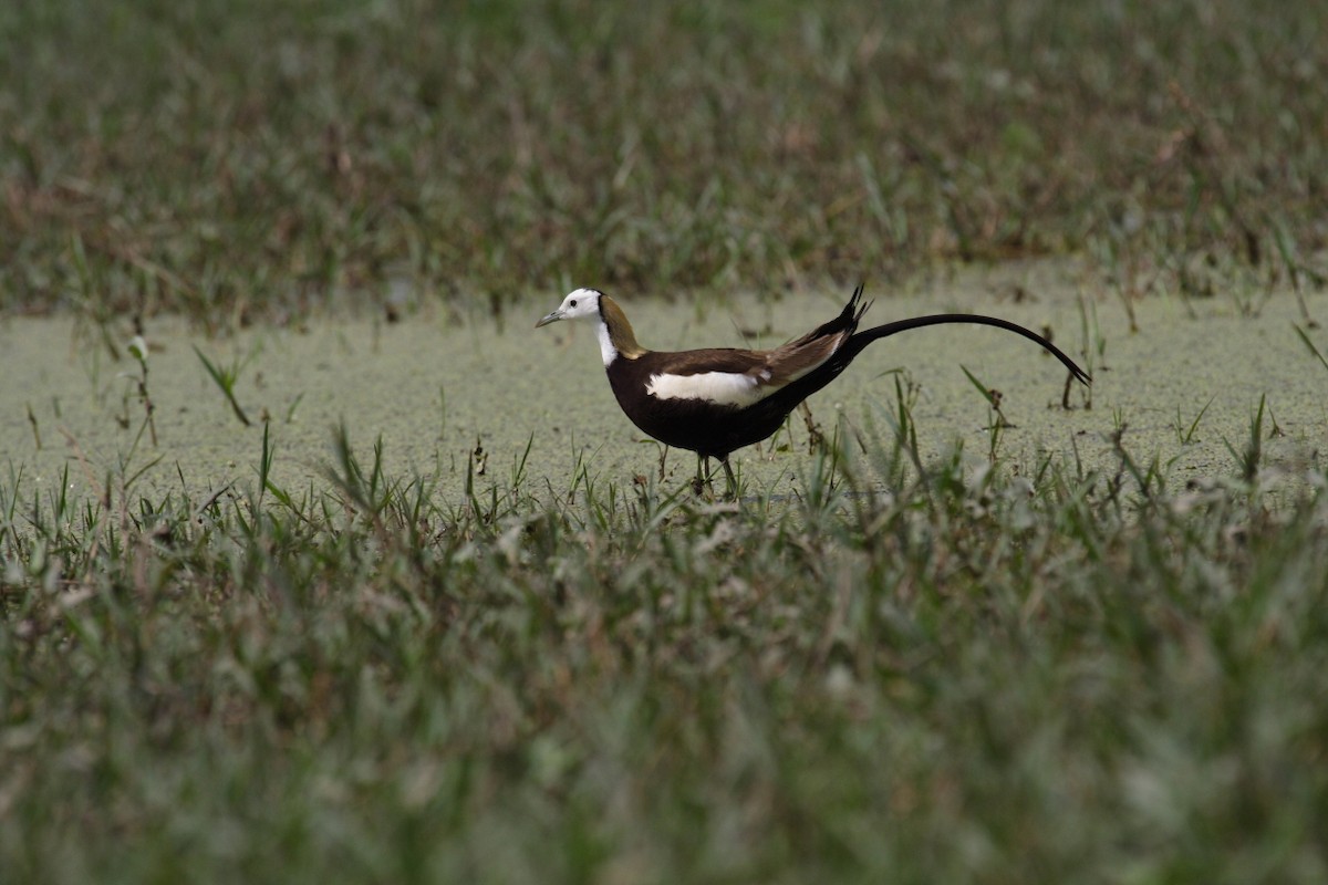 Pheasant-tailed Jacana - António Gonçalves