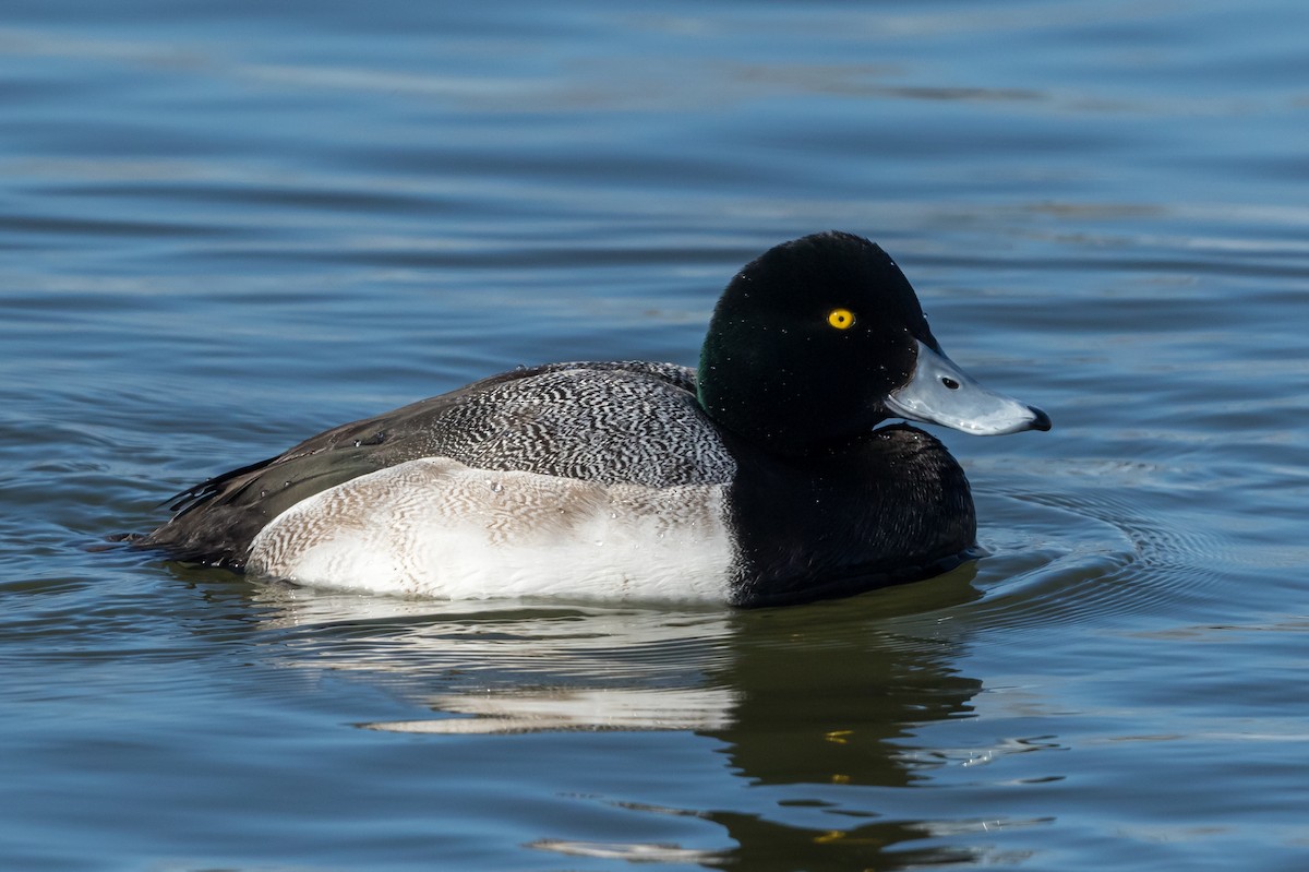 Greater Scaup - Kyle Blaney