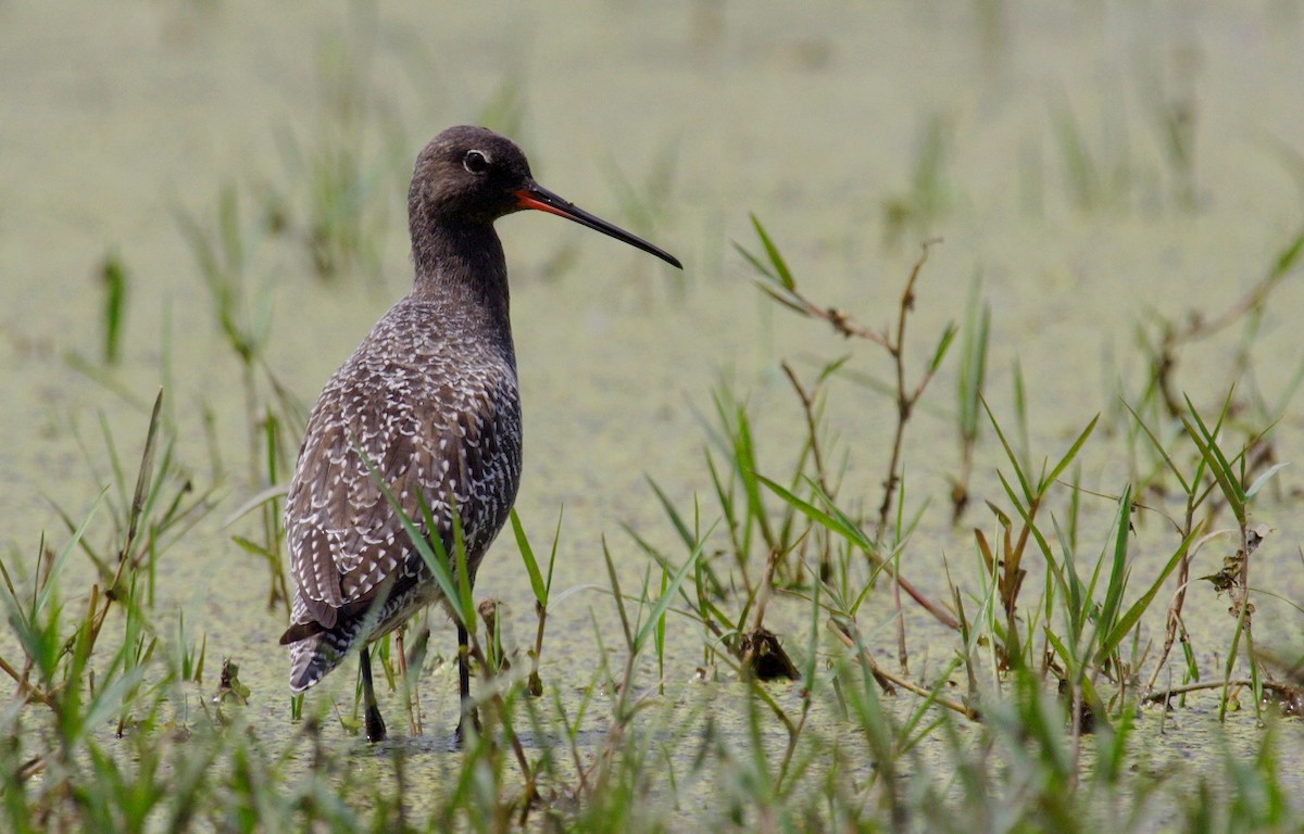 Spotted Redshank - ML144471711