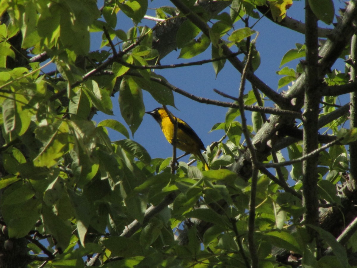 Yellow-tailed Oriole - ML144471821