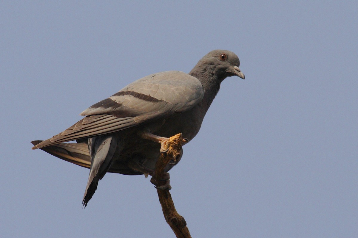Rock Pigeon (Feral Pigeon) - ML144472311