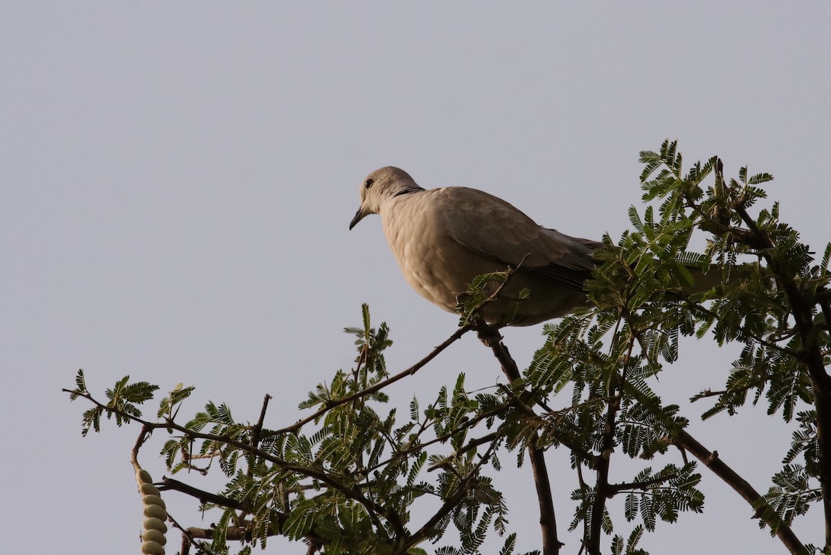 Eurasian Collared-Dove - ML144472551